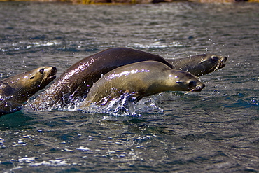 California Sea Lion (Zalophus californianus)  at Los Islotes (the islets) just outside of La Paz, Baja California Sur in the Gulf of California (Sea of Cortez), Mexico.