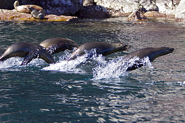 California Sea Lion (Zalophus californianus)  at Los Islotes (the islets) just outside of La Paz, Baja California Sur in the Gulf of California (Sea of Cortez), Mexico.