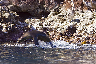 Young California sea lion (Zalophus californianus) "porpoising" at Isla San Pedro Martir, Baja California Norte in the Gulf of California (Sea of Cortez), Mexico.