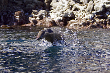 California Sea Lion (Zalophus californianus)  at Los Islotes (the islets) just outside of La Paz, Baja California Sur in the Gulf of California (Sea of Cortez), Mexico.