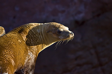 Adult female California sea lion (Zalophus californianus)  at Los Islotes (the islets) just outside of La Paz, Baja California Sur in the Gulf of California (Sea of Cortez), Mexico.