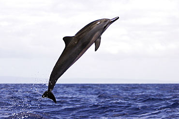 Young Hawaiian Spinner Dolphin (Stenella longirostris) leaping in the AuAu Channel off the coast of Maui, Hawaii, USA. Pacific Ocean.
(Resolution Restricted - pls contact us)