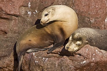 California sea lion (Zalophus californianus)  at Los Islotes (the islets) just outside of La Paz, Baja California Sur in the Gulf of California (Sea of Cortez), Mexico.