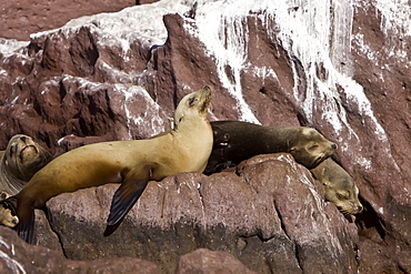 California sea lions (Zalophus californianus) hauled out and resting at Los Islotes (the islets) just outside of La Paz, Baja California Sur in the Gulf of California (Sea of Cortez), Mexico.