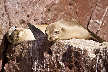 California sea lion (Zalophus californianus)  at Los Islotes (the islets) just outside of La Paz, Baja California Sur in the Gulf of California (Sea of Cortez), Mexico.