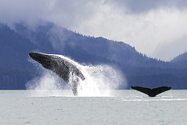 Humpback Whale (Megaptera novaeangliae) breaching after co-operatively bubble-net feeding in Stephen's Passage, Southeast Alaska, USA. Pacific Ocean.