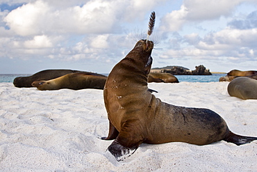 Galapagos sea lion (Zalophus wollebaeki) pup with feather in the Galapagos Island Group, Ecuador. Pacific Ocean.