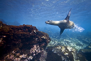 Galapagos sea lion (Zalophus wollebaeki) underwater in the Galapagos Island Group, Ecuador. Pacific Ocean.