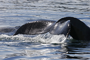 Adult Humpback Whale (Megaptera novaeangliae) fluke-up dive in Southeast Alaska, USA. Pacific Ocean.