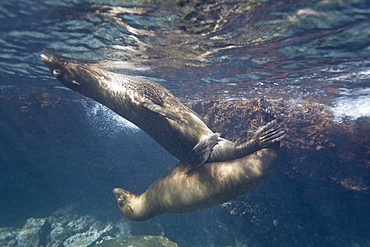 Galapagos sea lion (Zalophus wollebaeki) underwater in the Galapagos Island Group, Ecuador. Pacific Ocean.