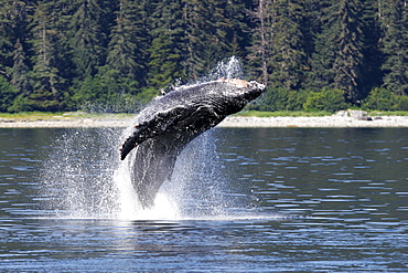 Humpback Whale (Megaptera novaeangliae) calf breaching off Point Adolphus in Southeast Alaska, USA. Pacific Ocean.