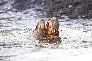 Young Galapagos sea lion (Zalophus wollebaeki) catching and eventually eating a Sally Lightfoot crab (Grapsus grapsus) in the Galapagos Island Group, Ecuador. Pacific Ocean.