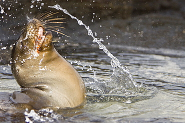 Young Galapagos sea lion (Zalophus wollebaeki) catching and eventually eating a Sally Lightfoot crab (Grapsus grapsus) in the Galapagos Island Group, Ecuador. Pacific Ocean.