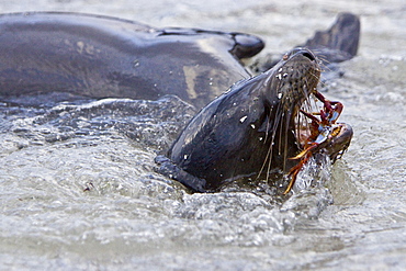 Young Galapagos sea lion (Zalophus wollebaeki) catching and eventually eating a Sally Lightfoot crab (Grapsus grapsus) in the Galapagos Island Group, Ecuador. Pacific Ocean.