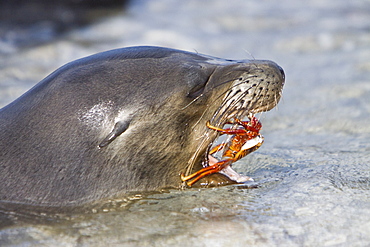 Young Galapagos sea lion (Zalophus wollebaeki) catching and eventually eating a Sally Lightfoot crab (Grapsus grapsus) in the Galapagos Island Group, Ecuador. Pacific Ocean.