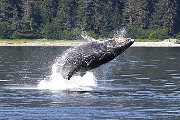 Humpback whale calf (Megaptera novaeangliae) breaching in Southeast Alaska, USA. Pacific Ocean.