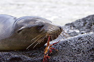 Young Galapagos sea lion (Zalophus wollebaeki) catching and eventually eating a Sally Lightfoot crab (Grapsus grapsus) in the Galapagos Island Group, Ecuador. Pacific Ocean.