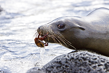 Young Galapagos sea lion (Zalophus wollebaeki) catching and eventually eating a Sally Lightfoot crab (Grapsus grapsus) in the Galapagos Island Group, Ecuador. Pacific Ocean.