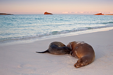 Galapagos sea lion mother and nursing pup (Zalophus wollebaeki) hauled out on the beach in the Galapagos Island Group, Ecuador. Pacific Ocean.