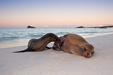 Galapagos sea lion mother and nursing pup (Zalophus wollebaeki) hauled out on the beach in the Galapagos Island Group, Ecuador. Pacific Ocean.