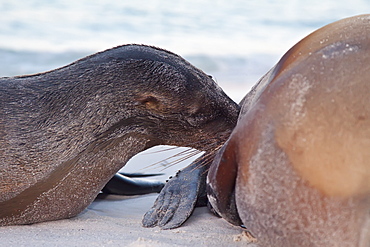 Galapagos sea lion mother and nursing pup (Zalophus wollebaeki) hauled out on the beach in the Galapagos Island Group, Ecuador. Pacific Ocean.