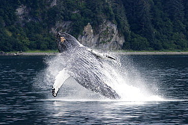 Adult Humpback Whale (Megaptera novaeangliae) breaching off Point Adolphus in Southeast Alaska, USA. Pacific Ocean.