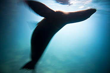 Galapagos sea lion (Zalophus wollebaeki) underwater in the Galapagos Island Group, Ecuador. Pacific Ocean.