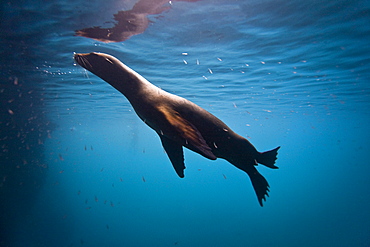 Galapagos sea lion (Zalophus wollebaeki) underwater in the Galapagos Island Group, Ecuador. Pacific Ocean.