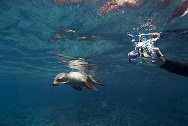 Galapagos sea lion (Zalophus wollebaeki) underwater with snorkeler in the Galapagos Island Group, Ecuador. Pacific Ocean.