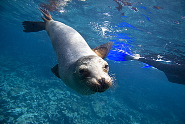 Galapagos sea lion (Zalophus wollebaeki) underwater in the Galapagos Island Group, Ecuador. Pacific Ocean.