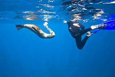 Galapagos sea lion (Zalophus wollebaeki) underwater in the Galapagos Island Group, Ecuador. Pacific Ocean.