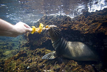 Galapagos sea lion (Zalophus wollebaeki) underwater in the Galapagos Island Group, Ecuador. Pacific Ocean.