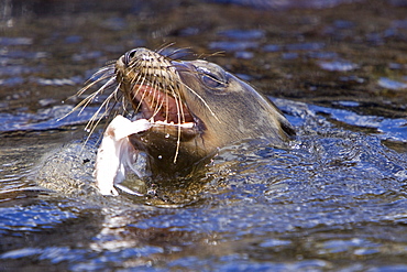 Young Galapagos sea lion (Zalophus wollebaeki) playing with and eventually eating a Galapagos redlip batfish (Ogcocephalus darwinii) in the Galapagos Island Group, Ecuador. Pacific Ocean.