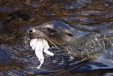 Young Galapagos sea lion (Zalophus wollebaeki) playing with and eventually eating a Galapagos redlip batfish (Ogcocephalus darwinii) in the Galapagos Island Group, Ecuador. Pacific Ocean.