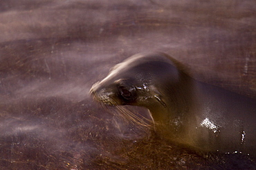 Galapagos sea lion (Zalophus wollebaeki) in the Galapagos Island Group, Ecuador. Pacific Ocean.