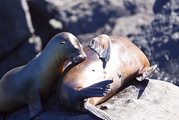 Galapagos sea lion (Zalophus wollebaeki) pup nursing in the Galapagos Island Group, Ecuador. Pacific Ocean.