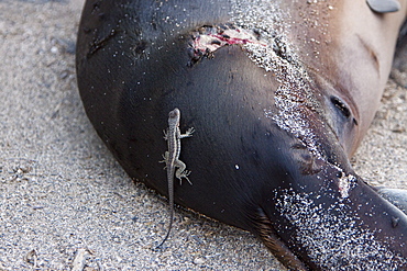 Galapagos sea lion (Zalophus wollebaeki) with a lava lizard in the Galapagos Island Group, Ecuador. Pacific Ocean.