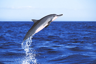 Young Hawaiian Spinner Dolphin (Stenella longirostris) leaping in the AuAu Channel between Maui and Lanai, Hawaii, USA. Pacific Ocean.
(Restricted Resolution - pls contact us)