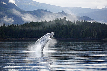 Humpback Whale (Megaptera novaeangliae) calf breaching in Hobart Bay, Southeast Alaska, USA. Pacific Ocean.