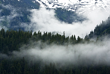 Fog-shrouded forest in Crab Bay on Chichagof  Island Southeast Alaska, USA. Pacific Ocean.