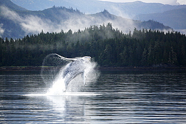 Humpback Whale (Megaptera novaeangliae) calf breaching in Hobart Bay, Southeast Alaska, USA. Pacific Ocean.