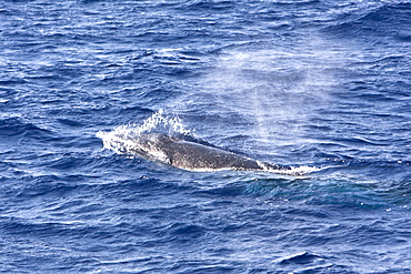 A lone adult dwarf minke whale (Balaenoptera acutorostrata subspecies) surfacing in the tropical south Atlantic Ocean