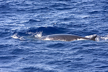 A lone adult dwarf minke whale (Balaenoptera acutorostrata subspecies) surfacing in the tropical south Atlantic Ocean