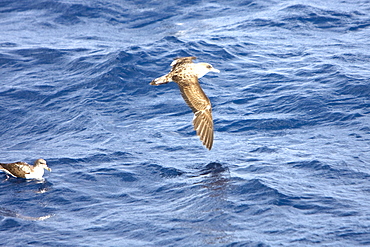 Adult Bulwer's Petrel (Bulweria bulwerii) in flight just south of The Madeira Islands, Portugal in the North Atlantic Ocean