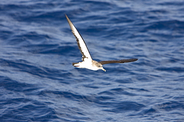 Adult Bulwer's Petrel (Bulweria bulwerii) in flight just south of The Madeira Islands, Portugal in the North Atlantic Ocean