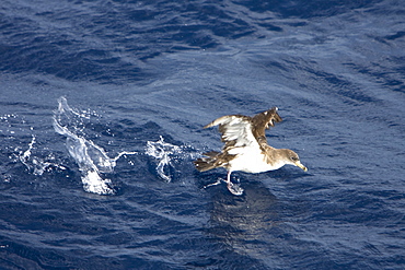 Adult Bulwer's Petrel (Bulweria bulwerii) in flight just south of The Madeira Islands, Portugal in the North Atlantic Ocean