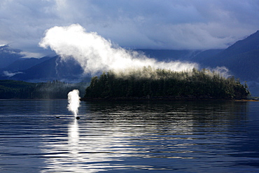 Humpback Whale (Megaptera novaeangliae) surfacing in mist in Hobart Bay, Southeast Alaska, USA. Pacific Ocean.