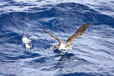 Adult Bulwer's Petrel (Bulweria bulwerii) in flight just south of The Madeira Islands, Portugal in the North Atlantic Ocean