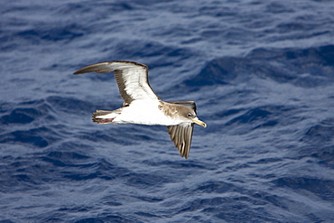 Adult Bulwer's Petrel (Bulweria bulwerii) in flight just south of The Madeira Islands, Portugal in the North Atlantic Ocean