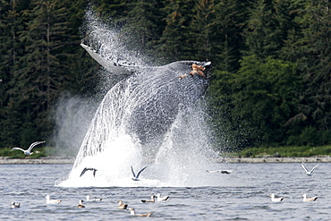 Adult Humpback Whale (Megaptera novaeangliae) breaching in Chatham Strait in Southeast Alaska, USA. Pacific Ocean.